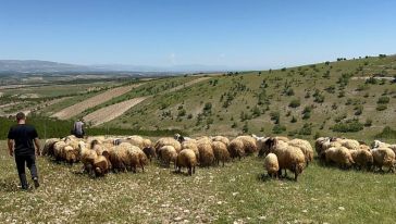Yetiştiriciler Baharın Gelmesiyle Yaylara Göç Etmeye Başladı