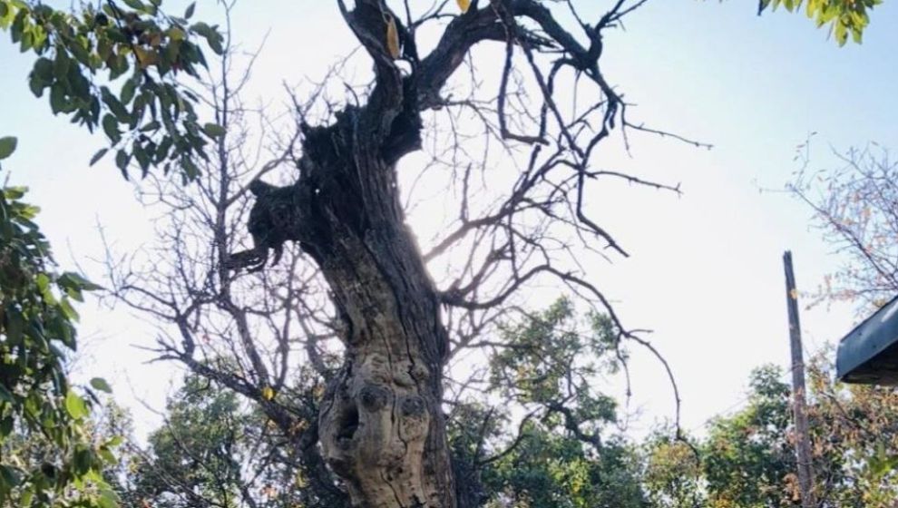 800 Yıllık Menengiç Ağacının Tescili Girişimini Başlattılar
