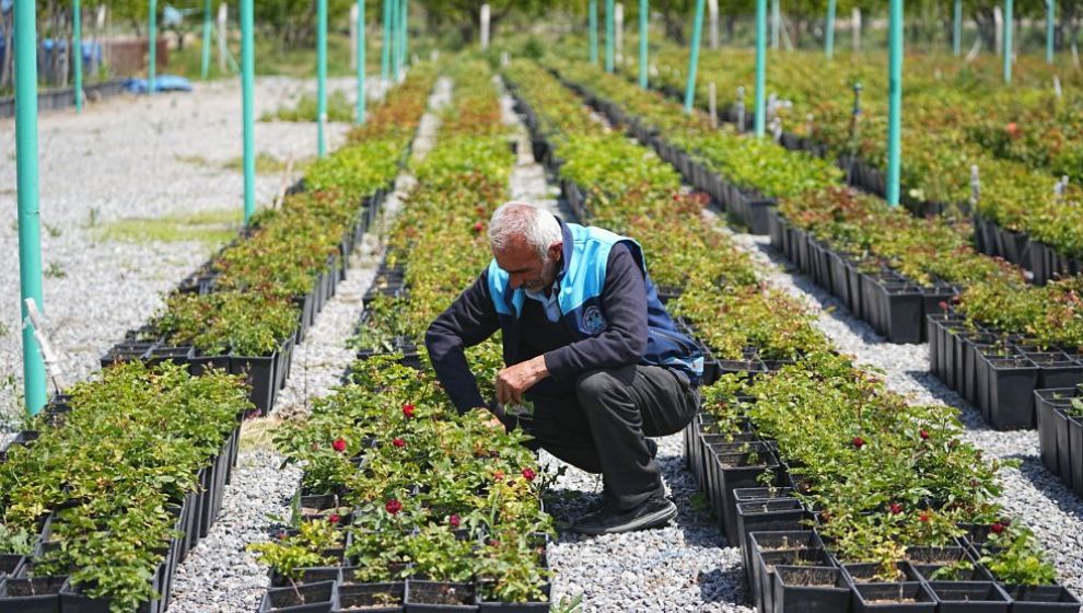 Battalgazi Belediyesi Diktiği Çiçekleri Kendi Yetiştiriyor