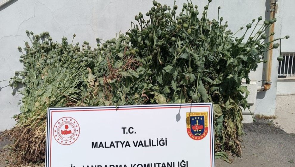 Jandarmanın Denetimlerinda Kaçak Ekilmiş Haşhaş Ele Geçti