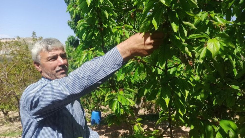 Kilosu 350- 400 TL.. Meyvesi Yandı Ama Yaprağı Üreticinin Umudu..