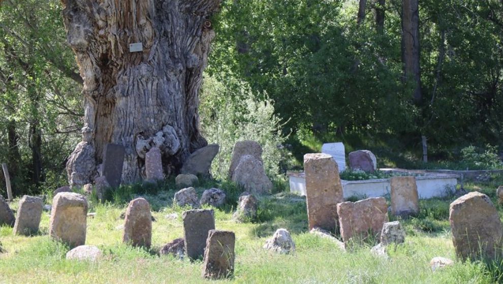 Türk Boylarının Mezarları 750 Yıllık Anıt Ağacın Gölgesinde Zamana Direniyor