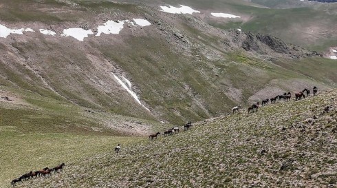Yama Dağı'nın Yılkı Atları..