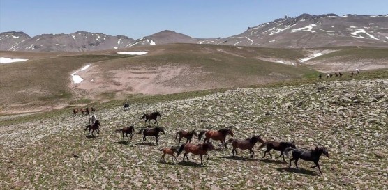 Yama Dağı'nın Yılkı Atları..
