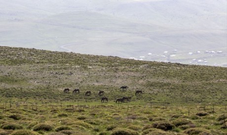 Yama Dağı'nın Yılkı Atları..