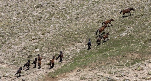 Yama Dağı'nın Yılkı Atları..