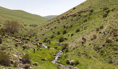 Yama Dağı'nın Yılkı Atları..