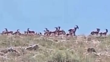 İki İlçede Yaban Keçisi Sürüleri Görüntülendi