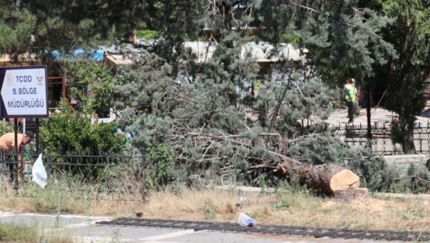 Tren Garı'nde Çevre Düzenlemesi Bahaneli Ağaç Katliamı!