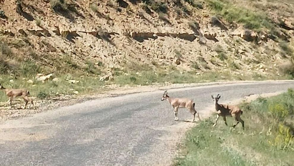 Dağ Keçilerinin Görüntüsünü 'Ne Kadar Tatlısınız' Diye Paylaştı