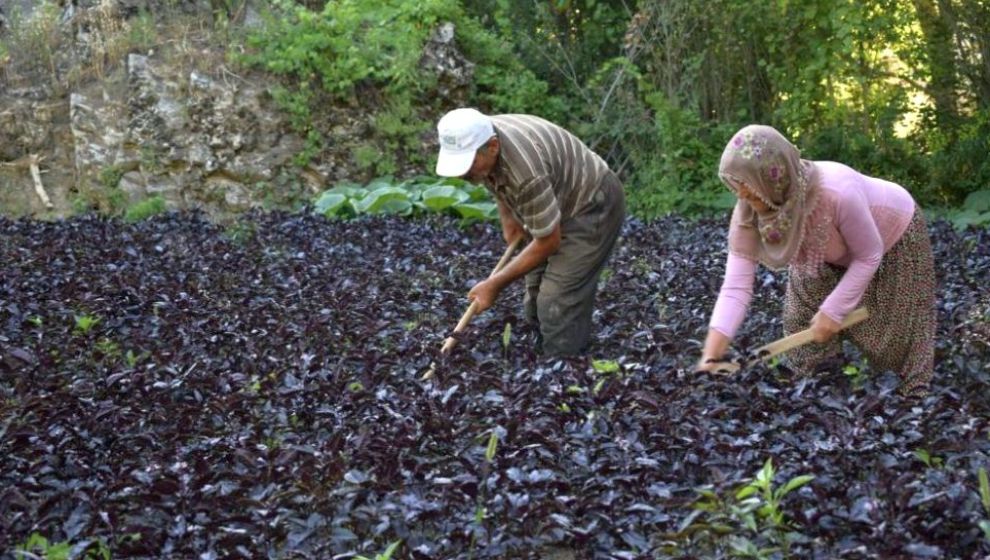 Endemik Bitkiler ve Aromaterapi Kongresi 26-28 Haziran'da Arapgir'de