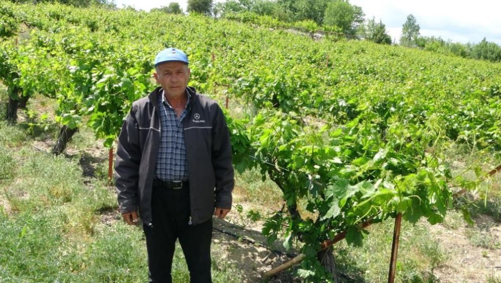 'Köhnü Üzümü' Olmadı, Üreticinin Umudu Yaprak Satışı