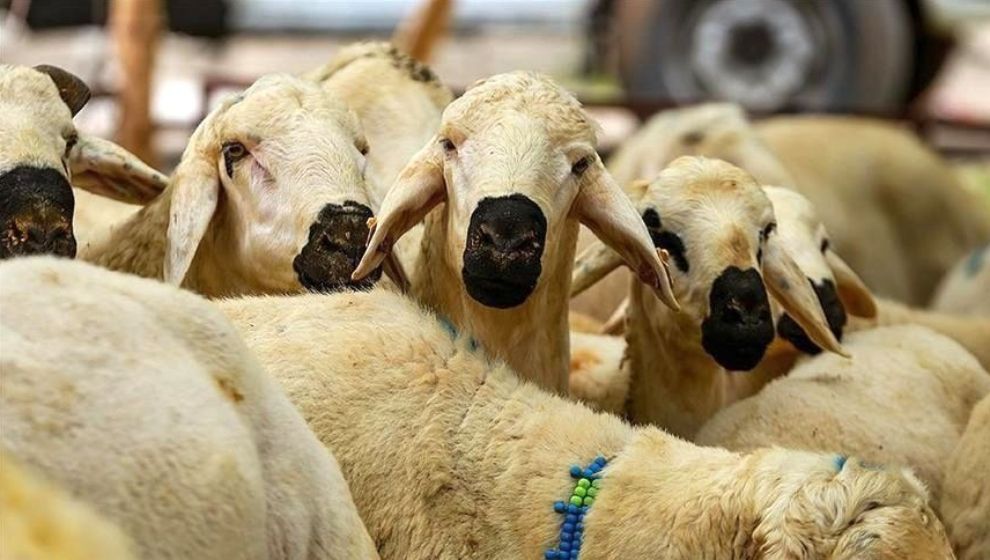 'Namaz Öncesi Kesim Geçersiz'