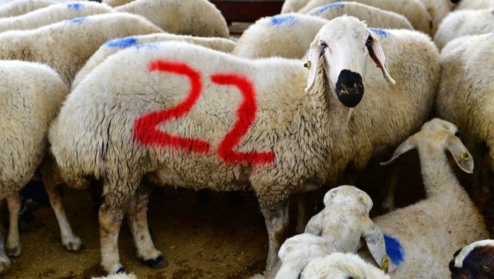Yeşilyurt Belediyesi Kurban Satış ve Kesim Noktalarını Açıkladı
