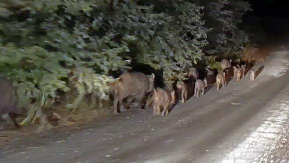 Akçadağ'da Yaban Domuzu Sürüsü Görüntülendi