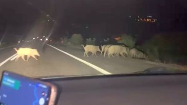 Dikkat!. Yolda Domuz Sürüsü Var