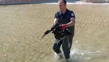 Havuza Düşen Yaralı Leylek Tedavi Altına Alındı
