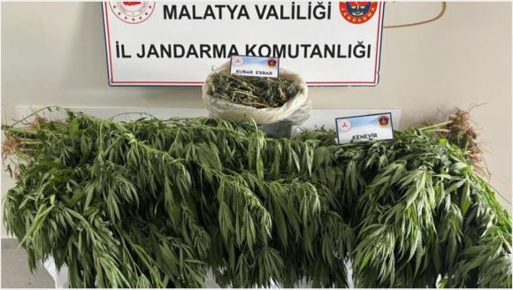 Jandarma, Dilek'te Esrar ve Kenevir Ele Geçirdi