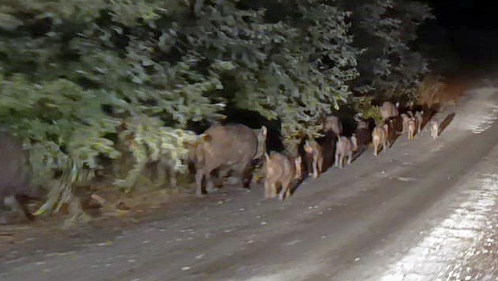 Akçadağ'da Yaban Domuzu Sürüsü Görüntülendi
