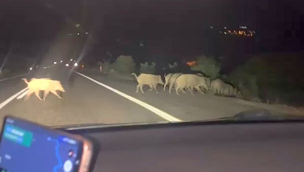Dikkat!. Yollarda Domuz Sürüsü Var