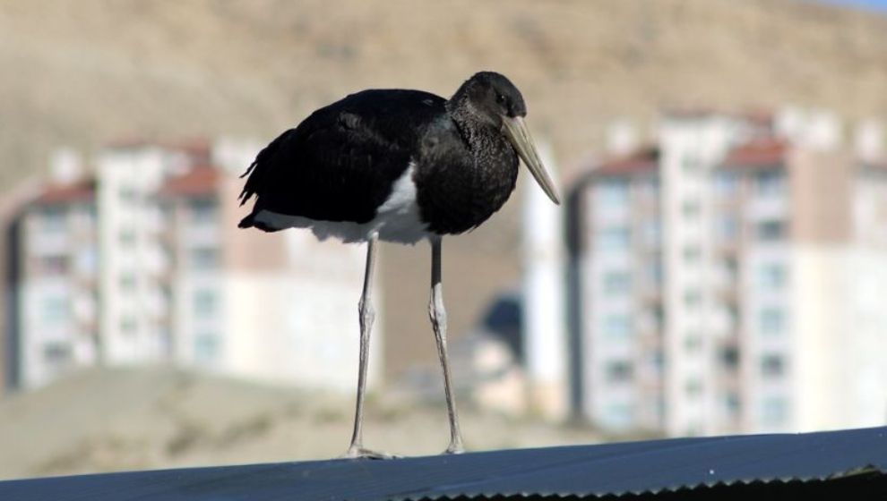 Türkiye'de Nadir Görülen 'Kara Leylek' Darende'de Görüntülendi