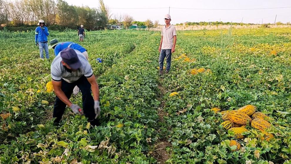 Üretici Kavun ve Karpuz Hasadından Memnun