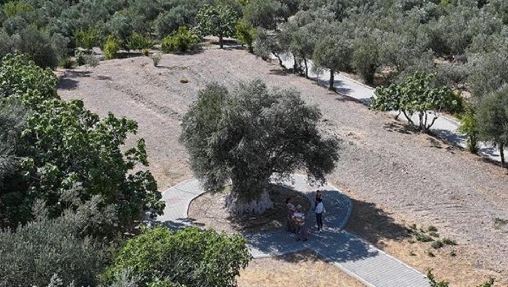 1316 Yaşındaki Zeytin Ağacı Ürün Vermeye Devam Ediyor