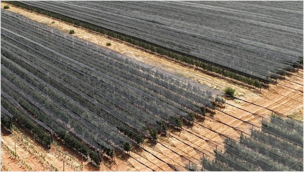 'Meyve Ağacını Sıcaktan Koruyun'