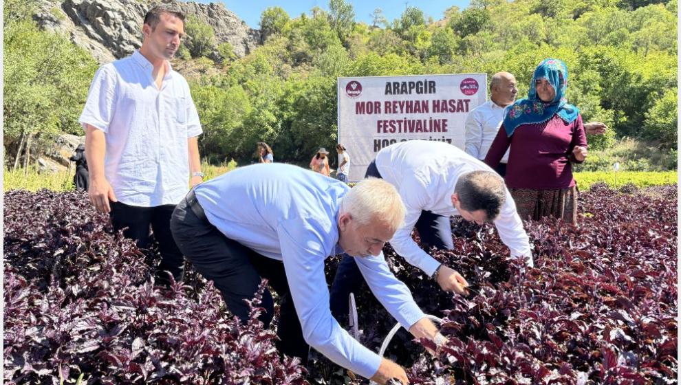 Arapgir'de Mor Reyhan Hasadı ve Karakucak Güreşleri Yapıldı