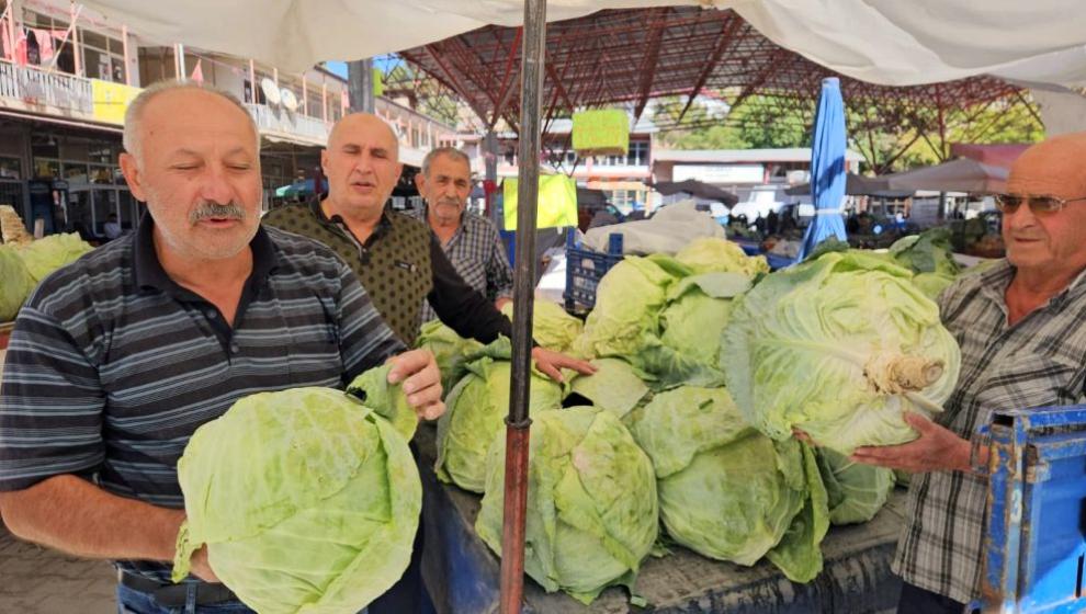 Gökyar Lahanasında Hasat Sezonu Başladı