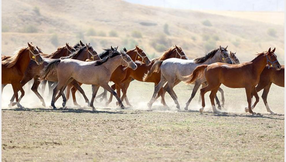 Sultansuyu'nun 15 Elit Tayı 21 Ekim'de Satılacak