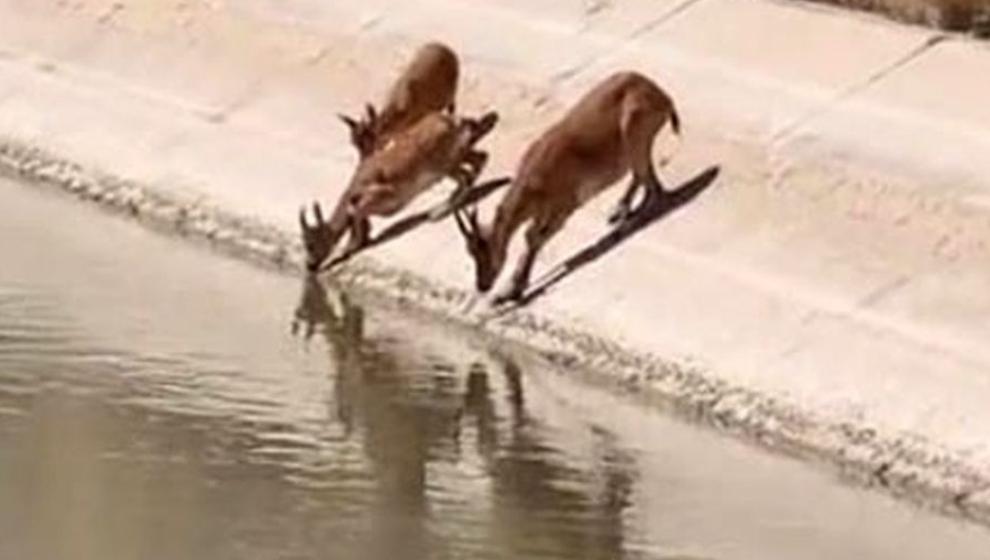 Yaban Keçileri Su İçerken Görüntülendi