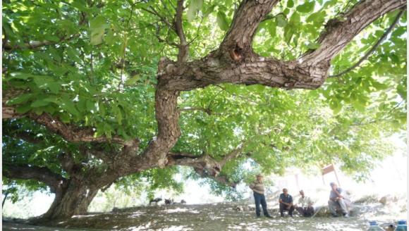 Ceviz Ağaçları ve Yapraklar Arasında Ceviz Bulmanın Sevinci