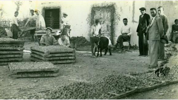 “MALATYA KAYISISI” Markası Çerçevesinde Tarihsel Bir Analiz