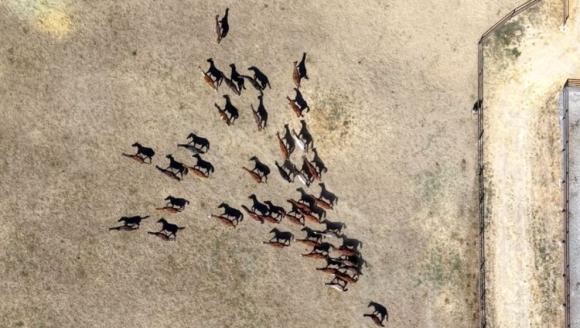 Sultansuyu'nda Bu Yıl 110 Safkan Arap Tayı Dünyaya Geldi