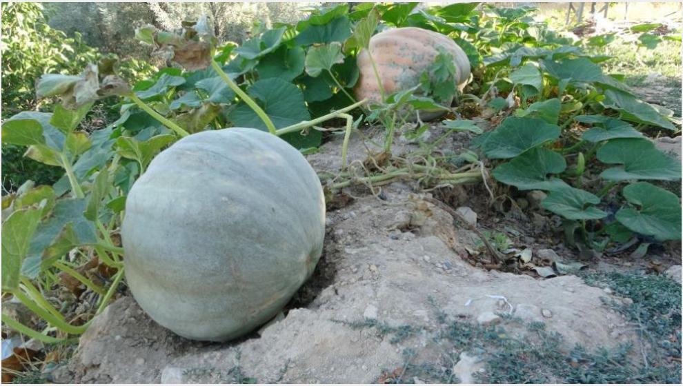 Akçadağ'da Bal Kabağında Yüksek Verim