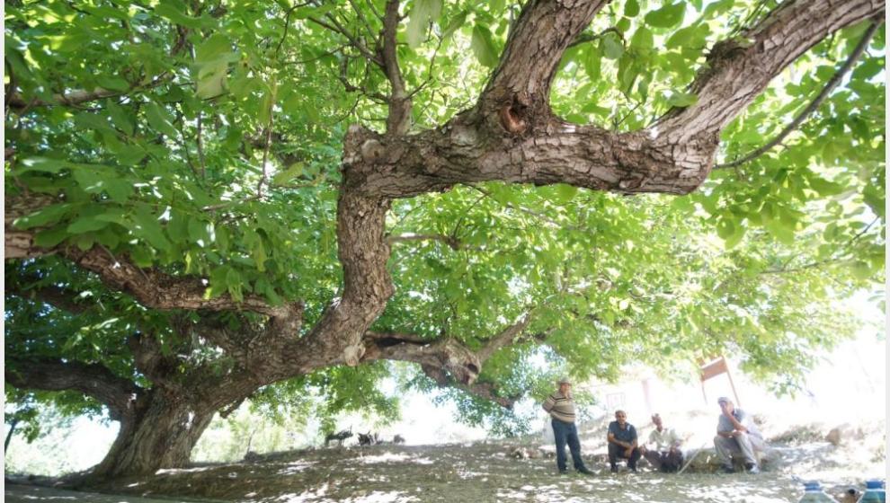 Ceviz Ağaçları ve Yapraklar Arasında Ceviz Bulmanın Sevinci