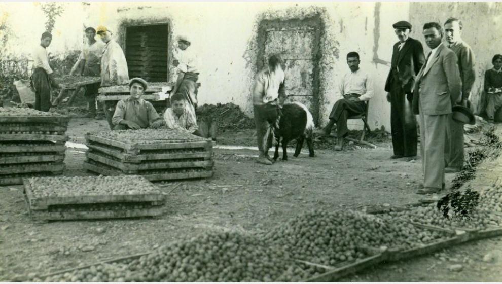 “MALATYA KAYISISI” Markası Çerçevesinde Tarihsel Bir Analiz