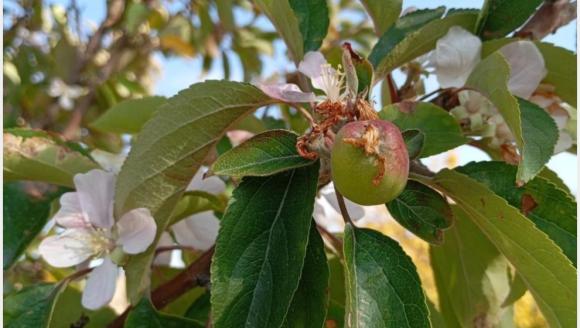 Elma Ağacı Çiçek Açtı, Meyve Verdi!