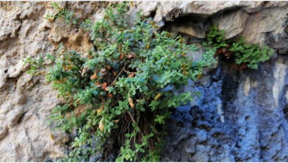 'Hypericummalatyanum Daha Yüksek Antimikrobiyal Etkiye Sahip'