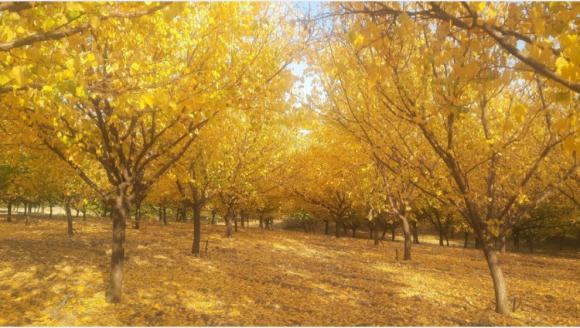 Malatya'da Sonbahar: Ruhun Altın Rengi