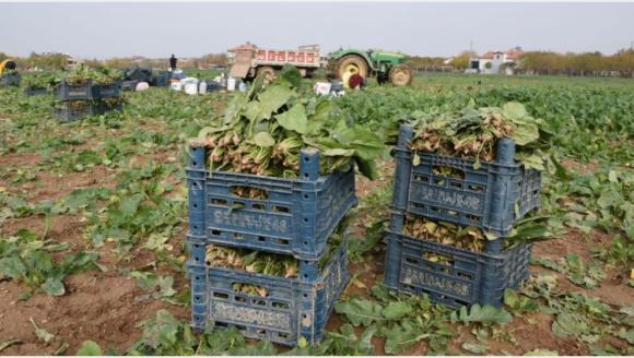 Malatya'daki Bir Ispanak Tarlasından Üretimin Sessiz Çığlığı