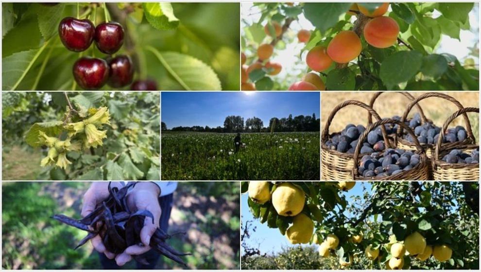 Biri de Kayısı.. Türkiye Tarımda 7 Üründe Dünya Lideri Oldu