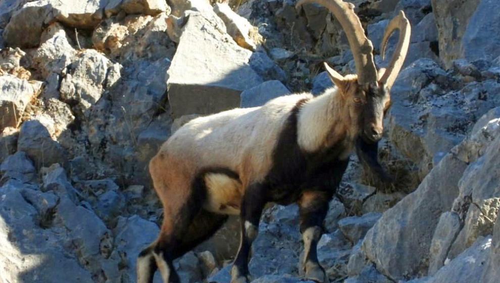 Doğanşehir'de Dağ Keçileri Görüntülendi