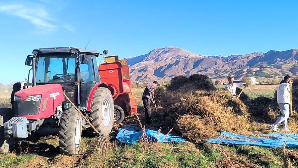 Doğanşehir'de Kuru Fasulye Hasadı Başladı
