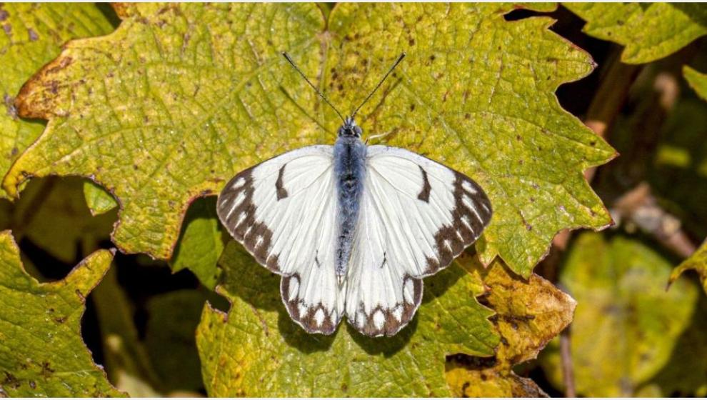 Kelebeğin Mekke- Malatya Yolculuğu: Beyaz Öncü de Geldi