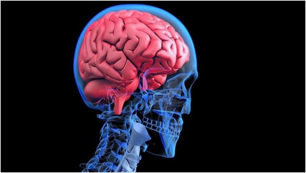 İnsan Beyni ve Gelişim Evreleri