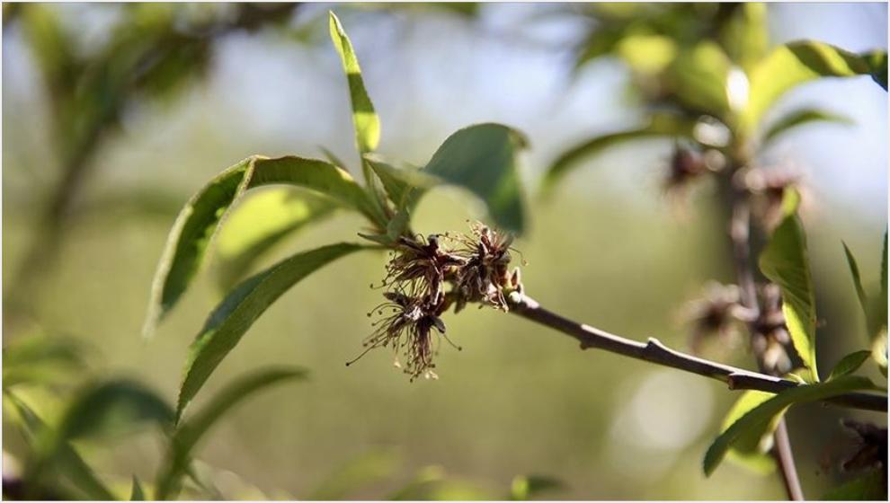 Zirai Dondan Etkilenen Üreticilere 1,7 Milyar TL'lik Yeni Destek