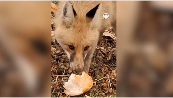 "Gel Ekmeğini Ye de Öyle Git!"