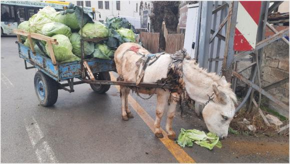 Nahna'nın Kalbi: Malatya Battalgazi – Orduzu'nun Bereketli Toprakları